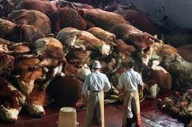 Nemoc šílených krav: Věda, skandál a skrytá toxická záhada